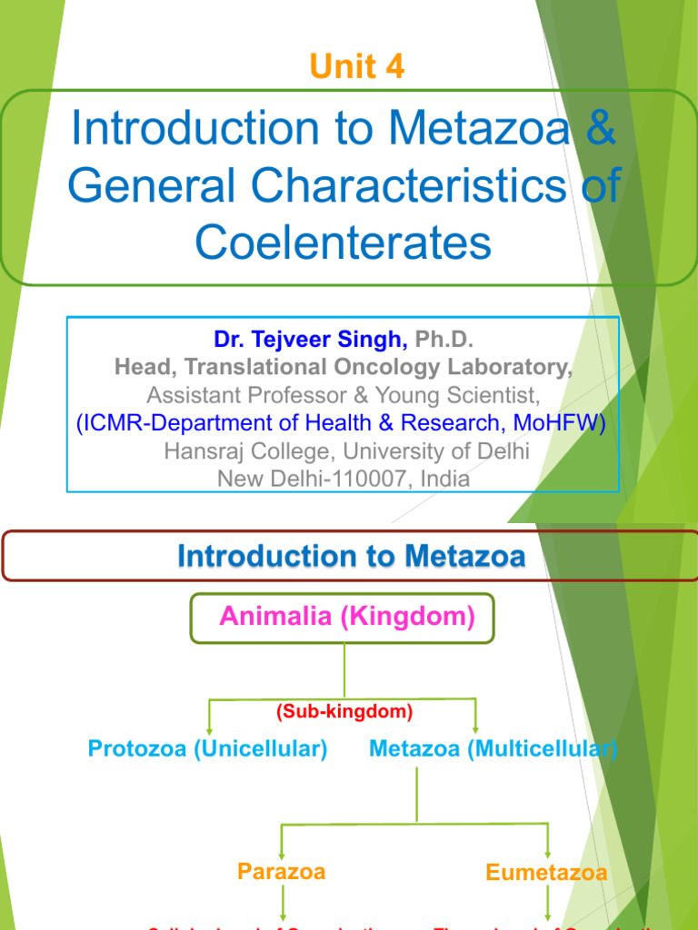 Metazoa and Coelenterate Characteristics | PDF | Zoology | Biology