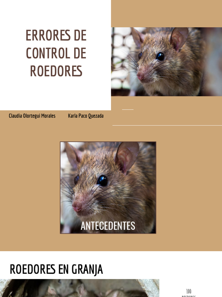 Errores de Control de Roedores | PDF | Roedor