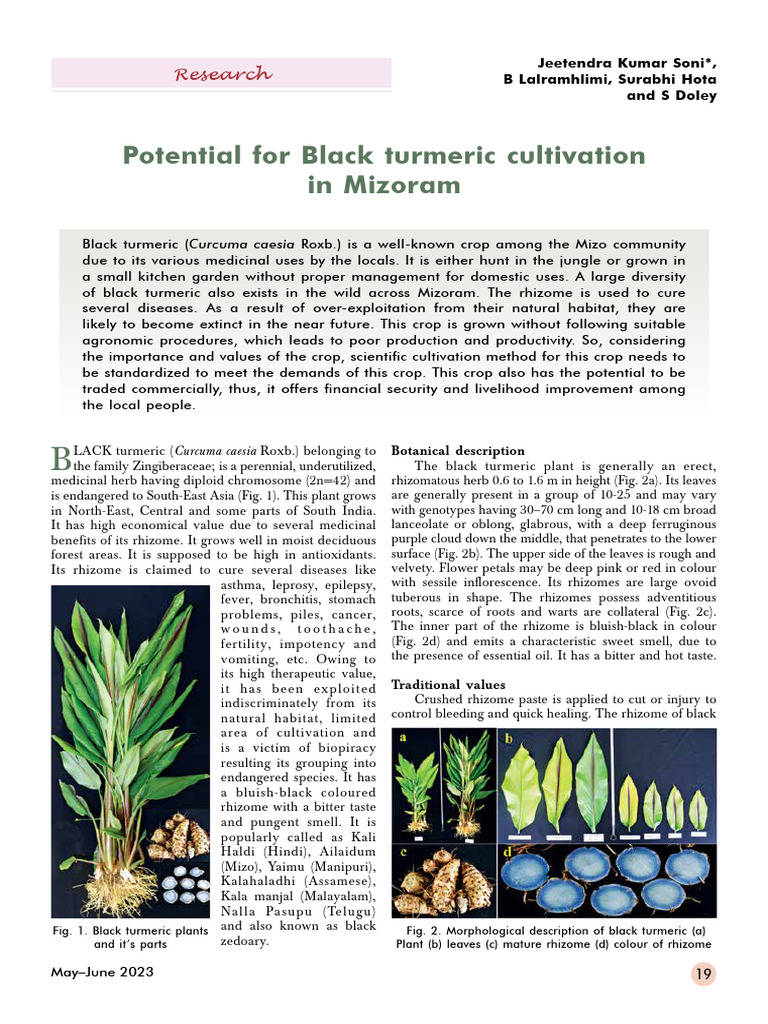 Black Turmeric | PDF | Agriculture | Turmeric
