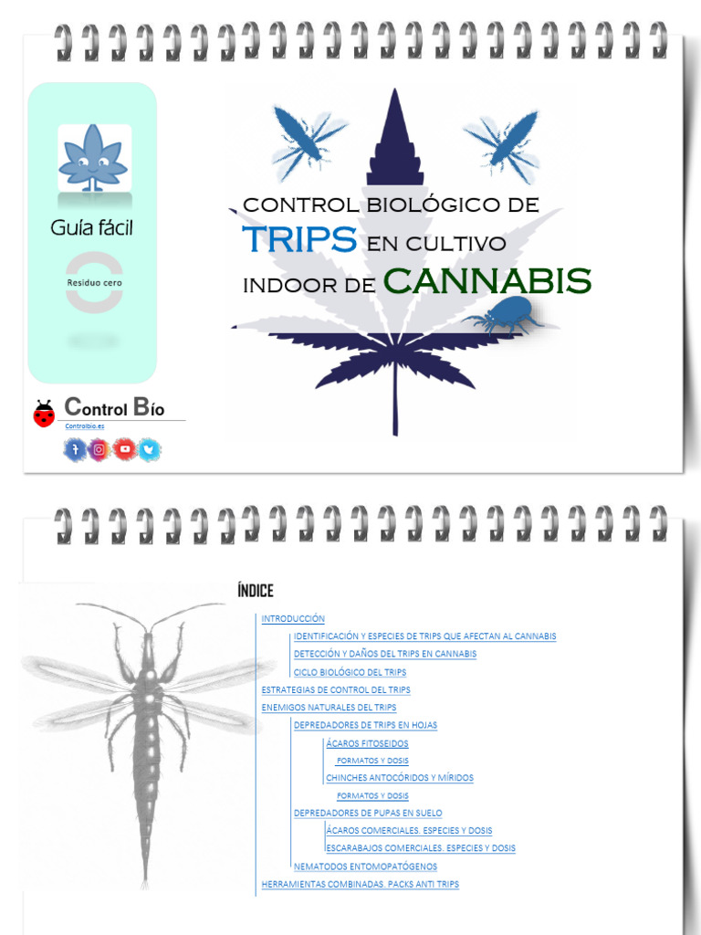 Control de Trips en Cannabis Indoor PDF Control biológico de plagas