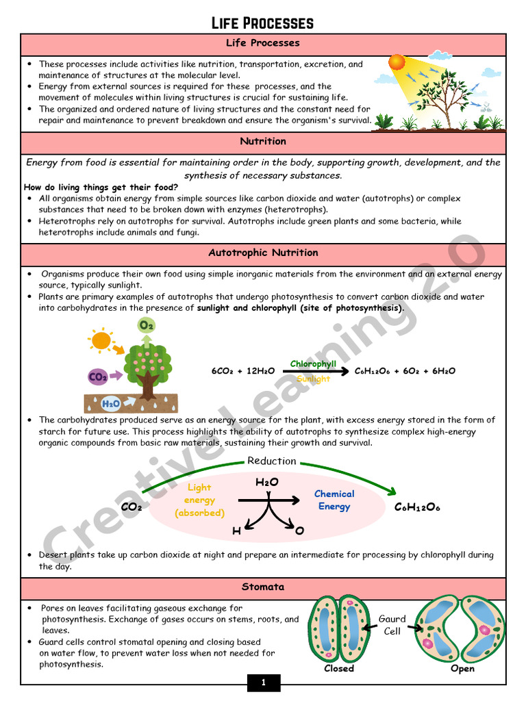 Life Processes Pdf Atrium Heart Cellular Respiration