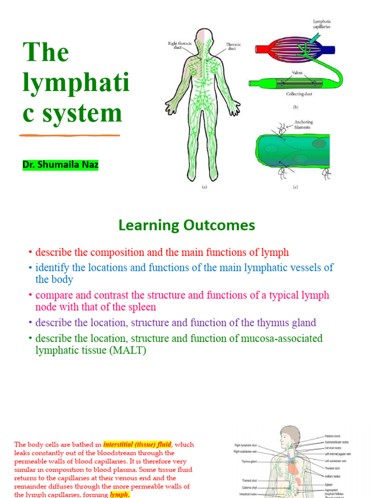 Lymphatic System Pdf Lymphatic System Lymph