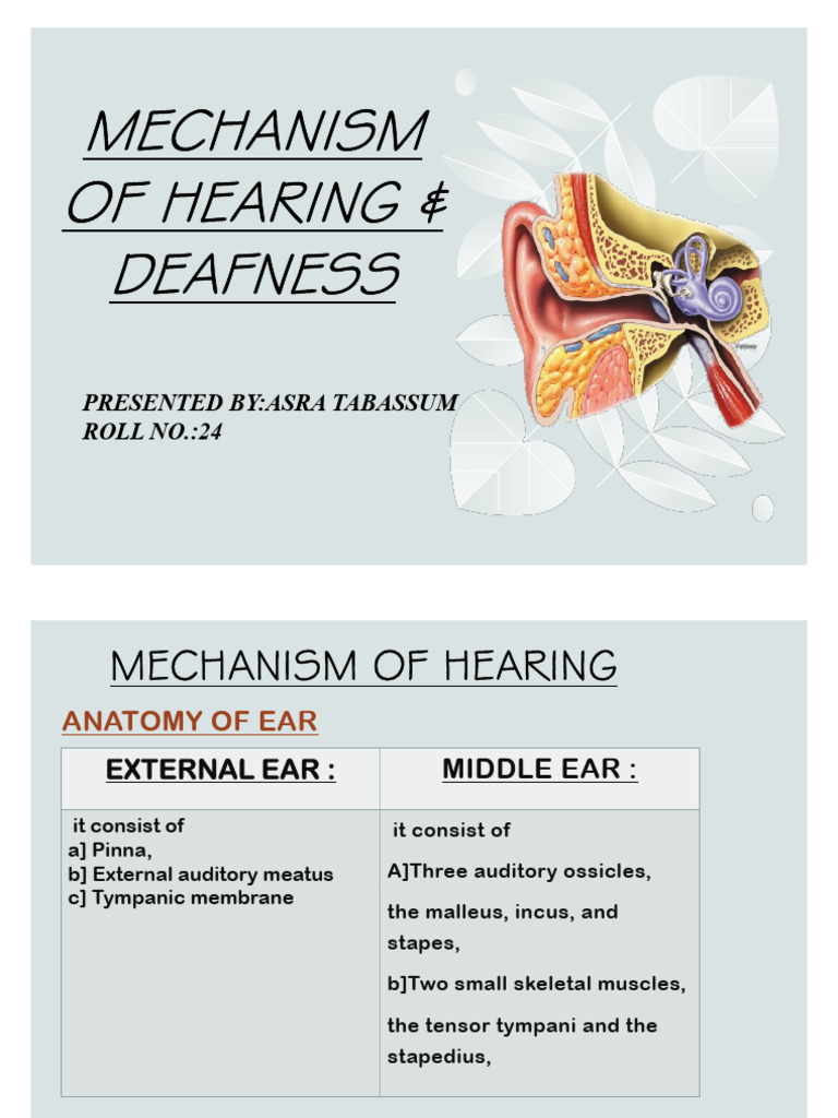 Auditory Pathway and Hearing Mechanism | PDF | Auditory System | Ear