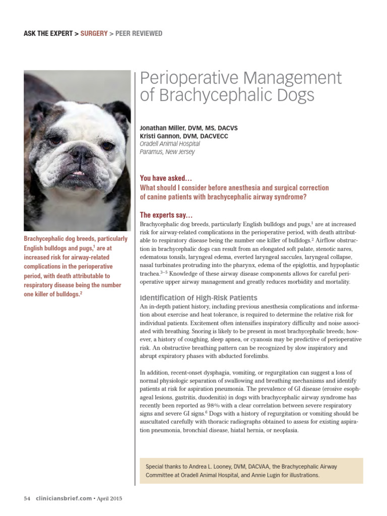 Perioperative Management of Brachycephalic Dogs | PDF | Clinical ...