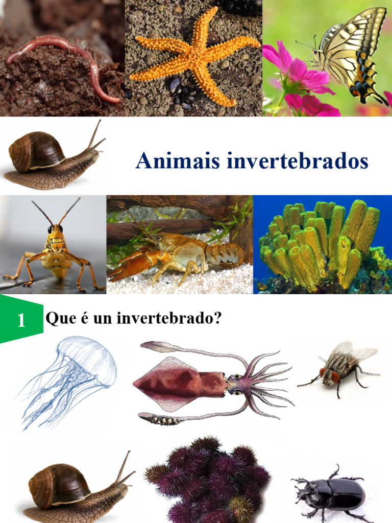 Tema 9-Animais Invertebrados | PDF