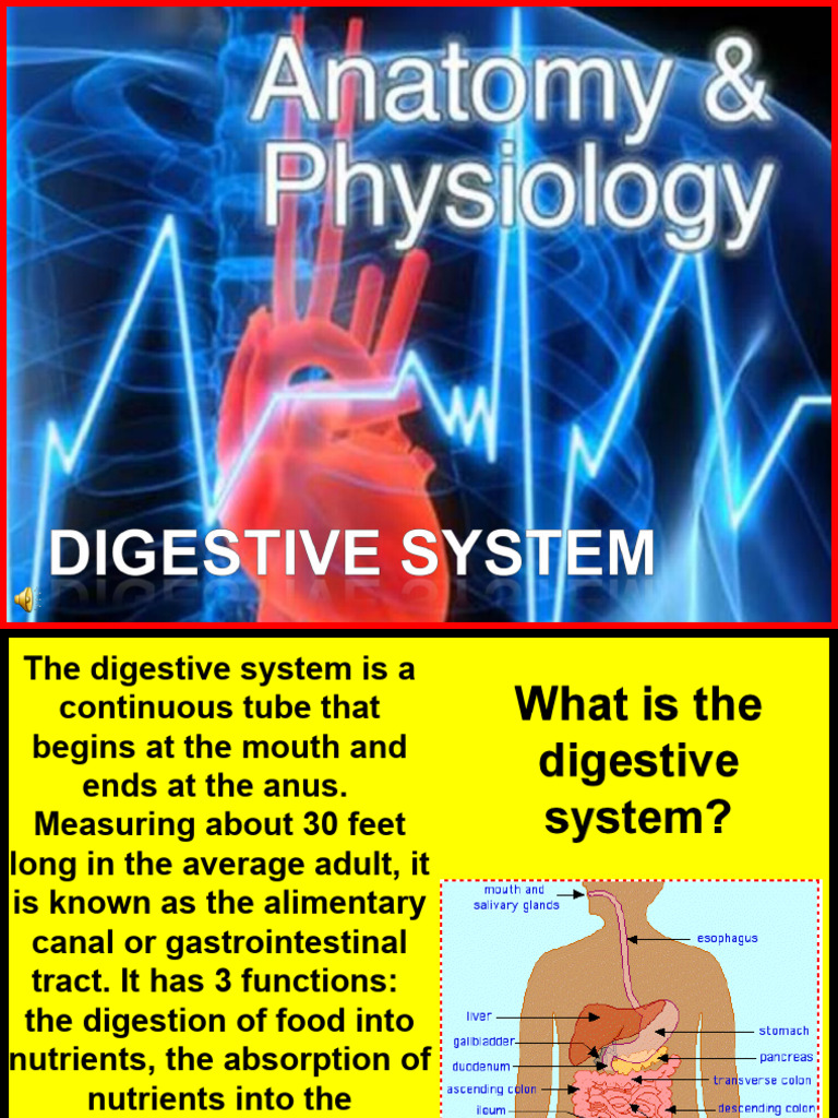 182 Anatomy Digestive System 1 | PDF | Stomach | Human Digestive System