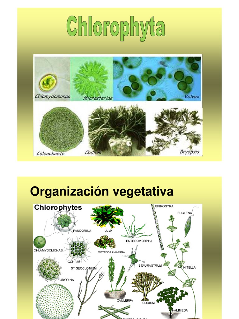Division Chlorophyta2011a Botany Earth & Life Sciences