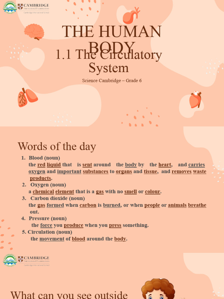Grade 6 Human Body: Circulatory System | PDF | Blood | Human Body