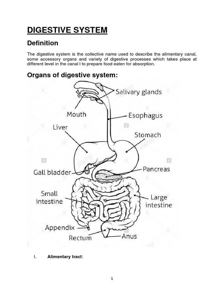Digestive System Gnm PDF Stomach Pancreas