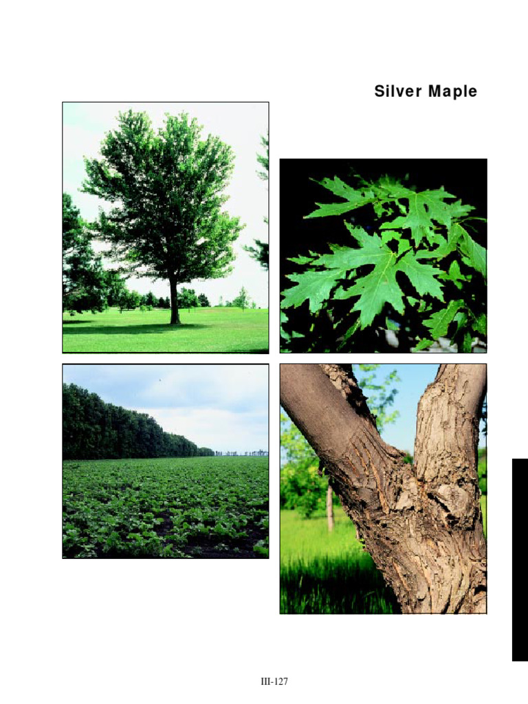 Silver Maple Tree Overview and Care | PDF | Maple | Trees