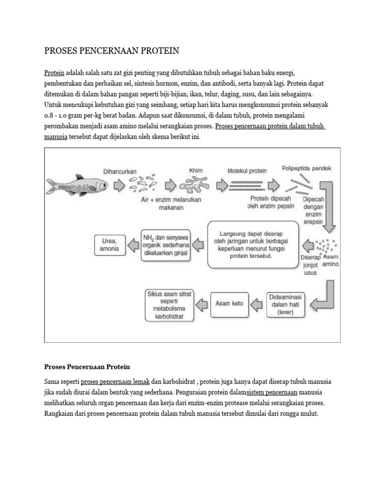 Proses Pencernaan Protein Manusia | PDF | Kesehatan Holistik | Sains ...