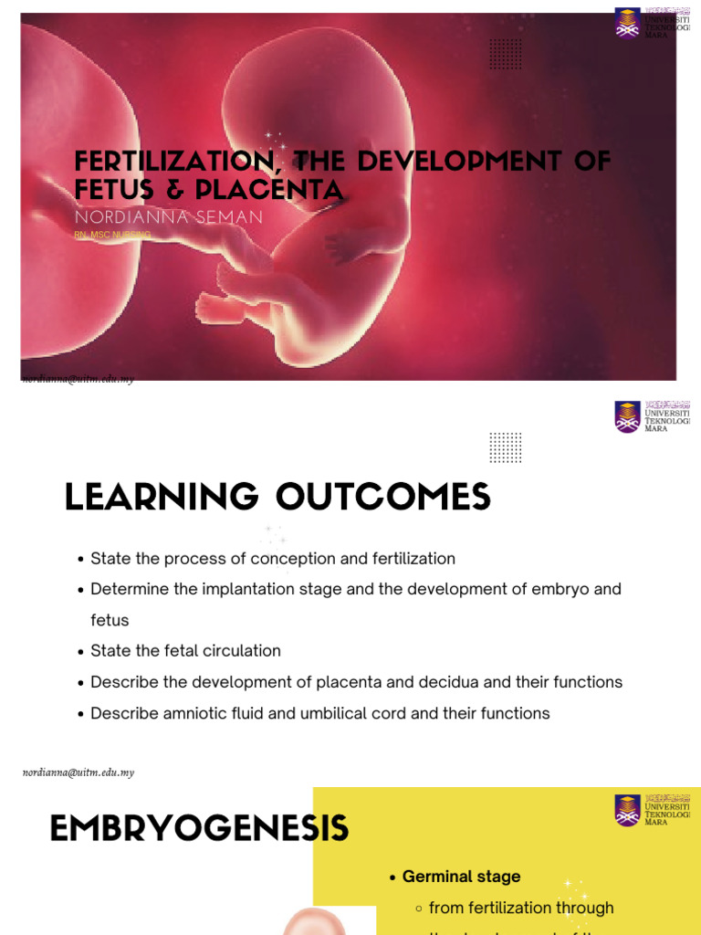 Obs. 2. Fertilization, Fetus & Placental Development | PDF | Placenta ...