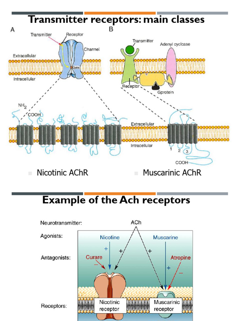 Overview of Neurotransmitter Receptors | PDF | Receptor (Biochemistry ...