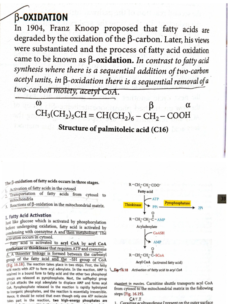 Beta Oxidation | PDF
