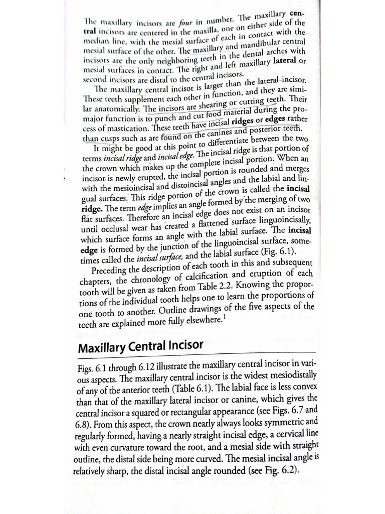 DA Maxillary Central Incisors | PDF