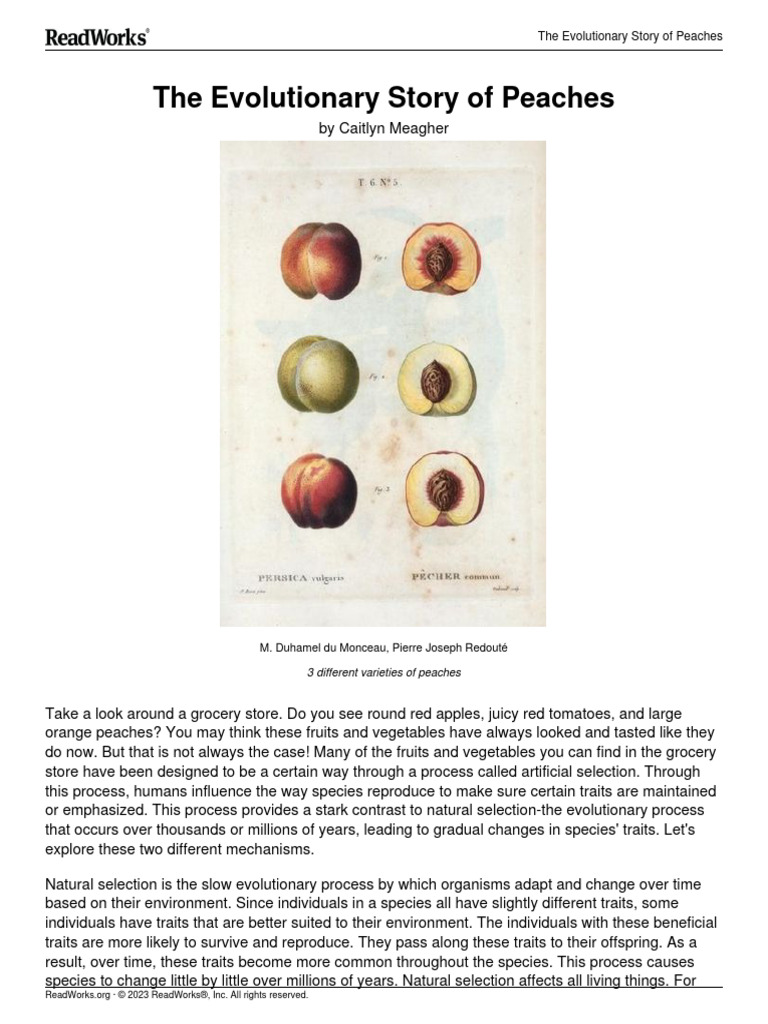 peaches | PDF | Peach | Natural Selection