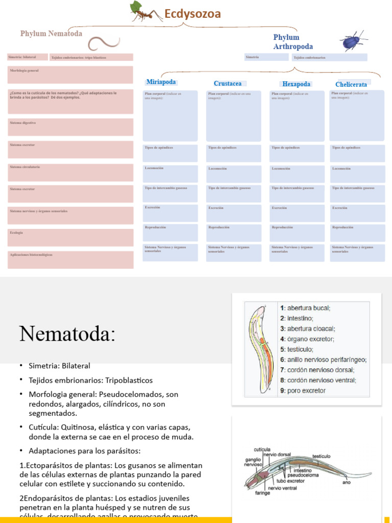 Ecdysozoa | PDF | Insectos | Nematodo