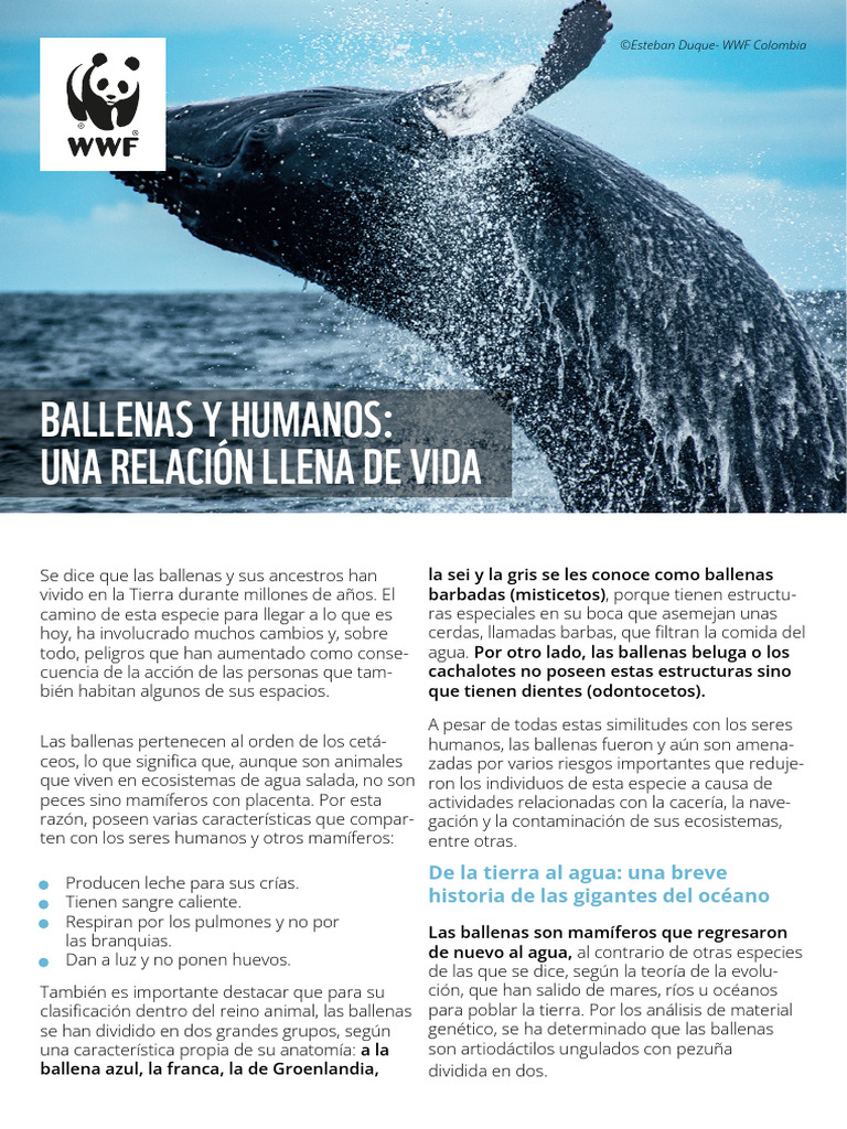 anatom-a-y-conservaci-n-de-ballenas-pdf-cet-ceos-mam-feros-marinos