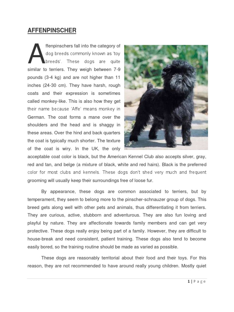 Affenpinscher Dog Breed Overview | PDF | Dogs | Animal Breeding