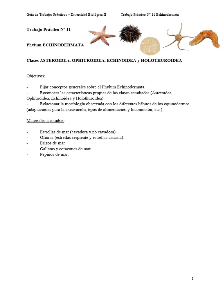 Guía sobre Echinodermata y sus Clases | PDF | Organismos | Zoología