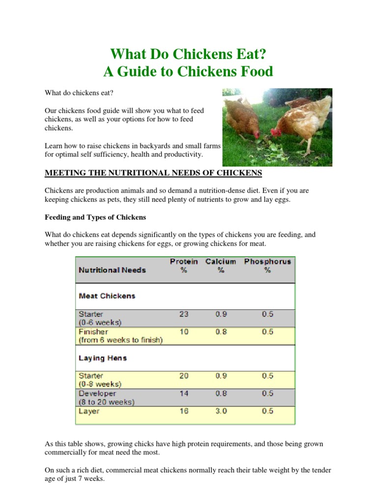 What Do Chickens Eat Chicken Alfalfa
