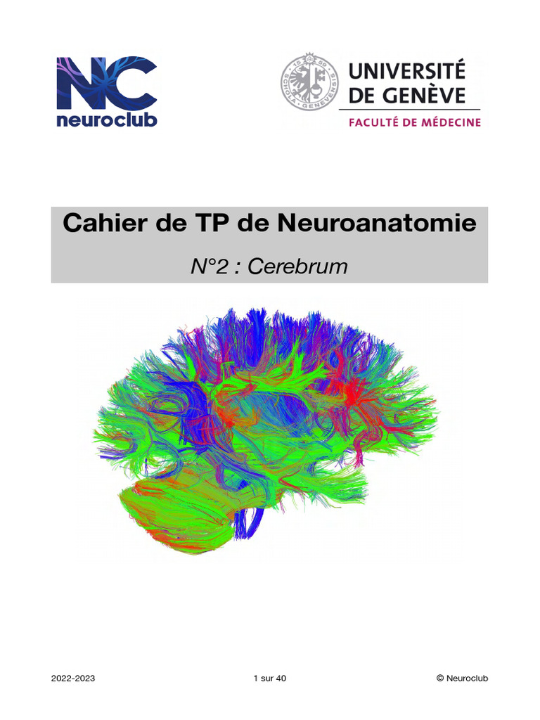 Organisation du Télencéphale et Fornix | PDF | Circonvolution cérébrale ...