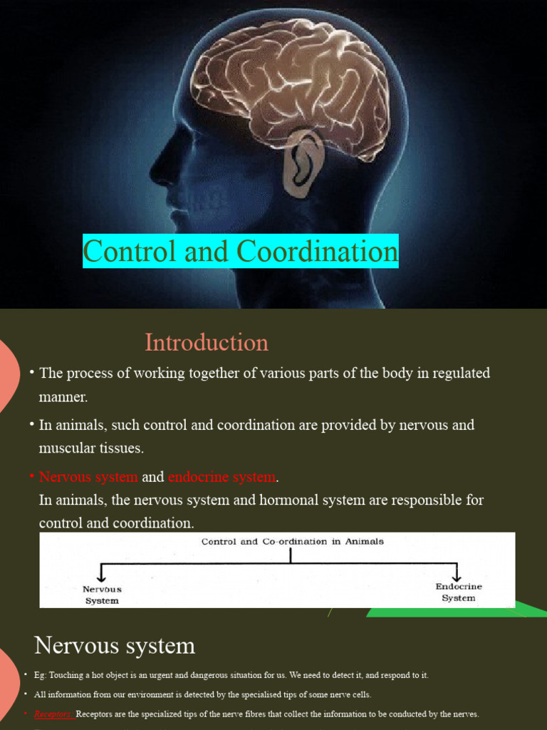 Understanding Animal Control and Coordination | PDF | Nervous System ...