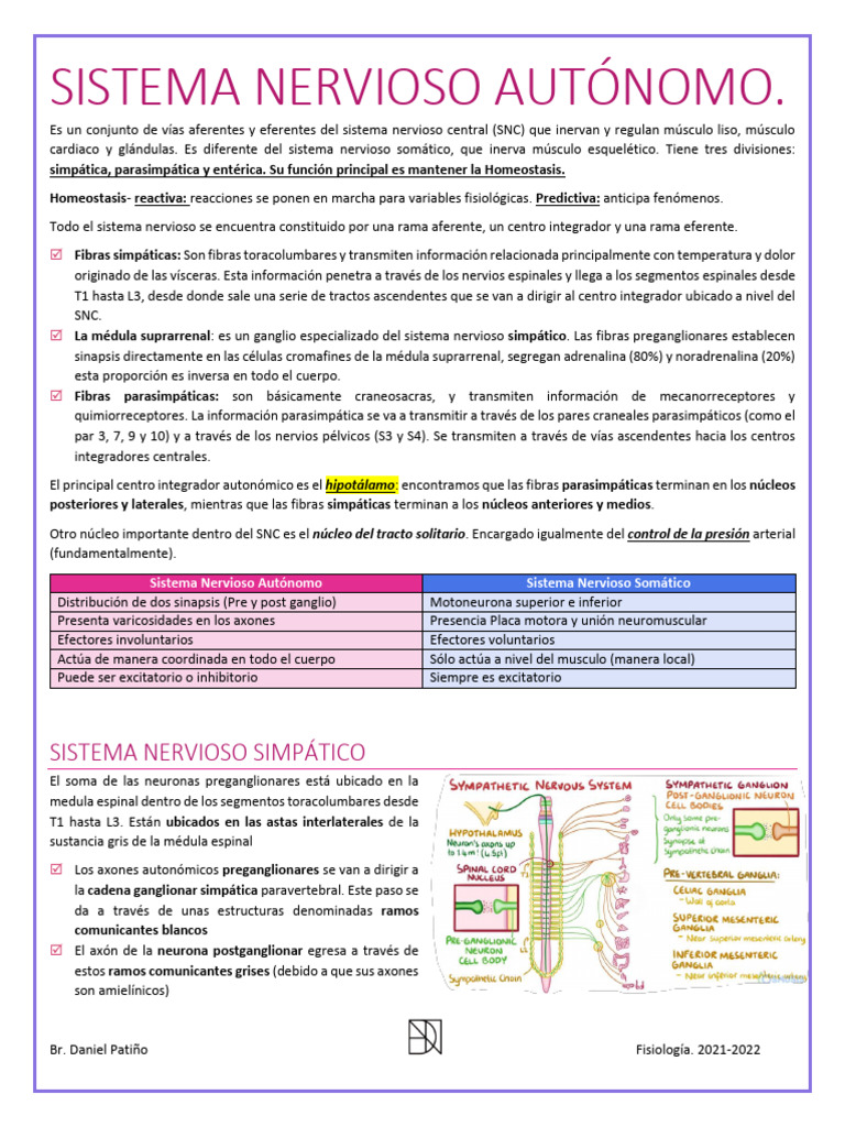 Guia Sistema Nervioso Autonomo Pdf Hipotálamo Sinapsis