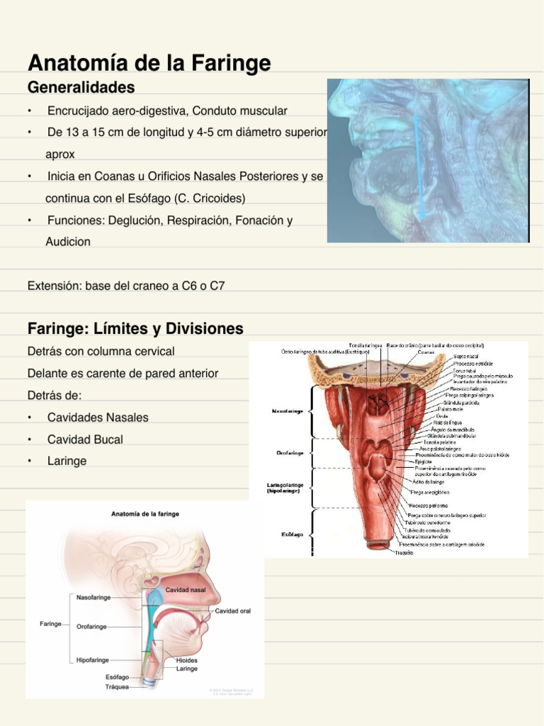 Anatomía de La Faringe | PDF | Laringe | Anatomía
