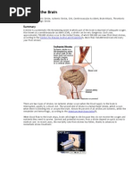Stroke & Brain