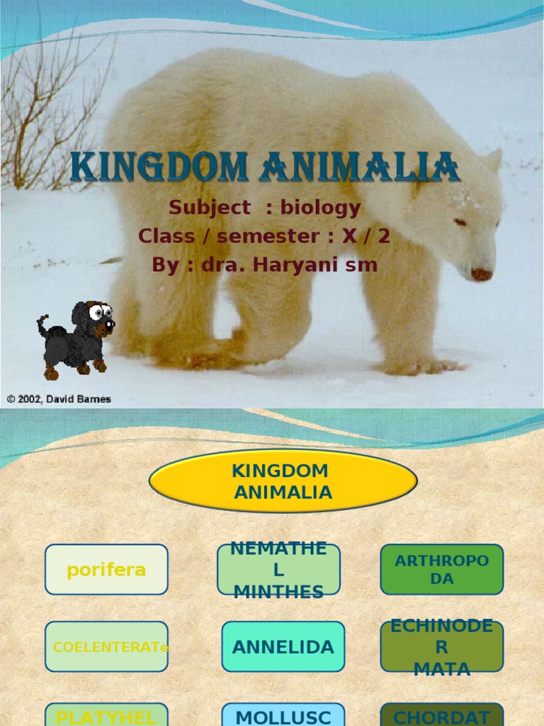 Overview of Animal Kingdom Phyla | PDF | Sponge | Organisms