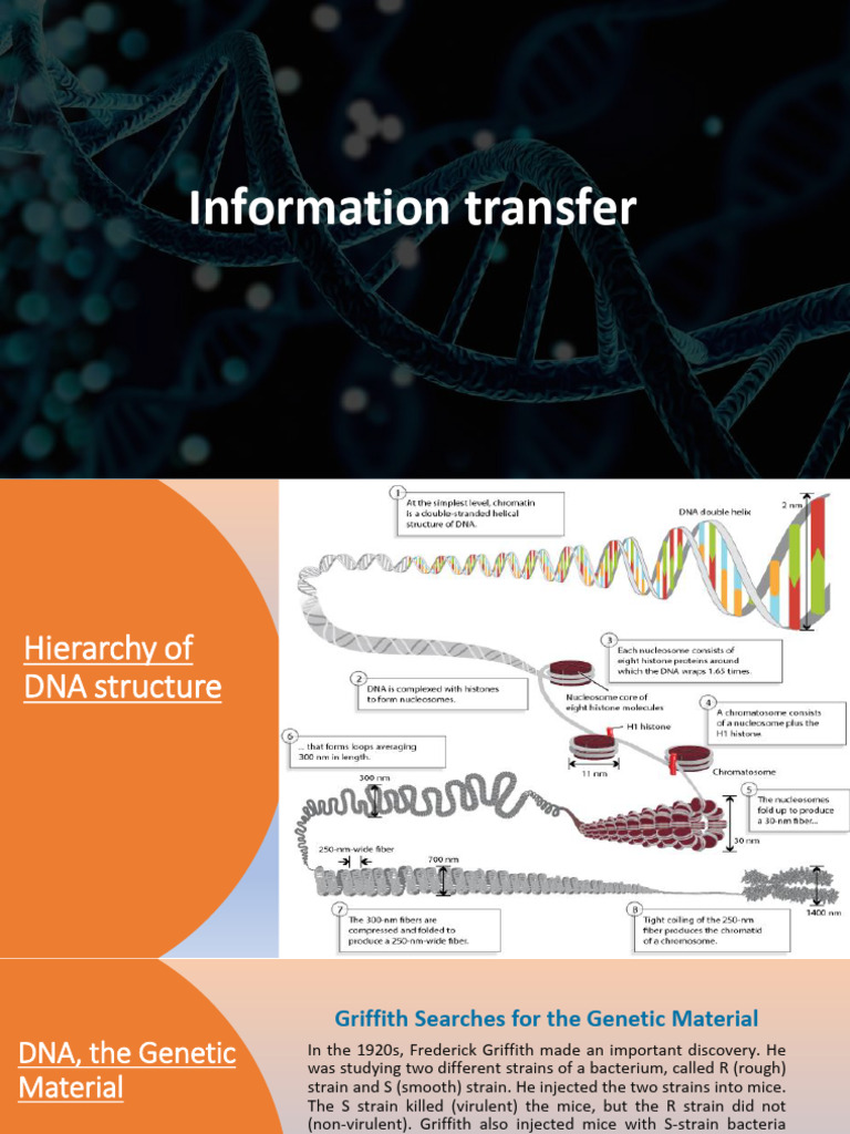 DNA Structure and Genetic Processes | PDF | Dna | Rna