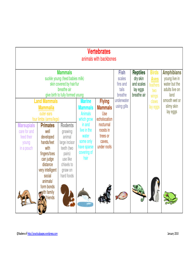 TAXONOMIC CLASSIFICATION OF MAMMALS visual data 2
