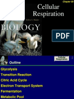 62744282 Cellular Respiration (1)