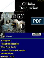 Cellular Respiration