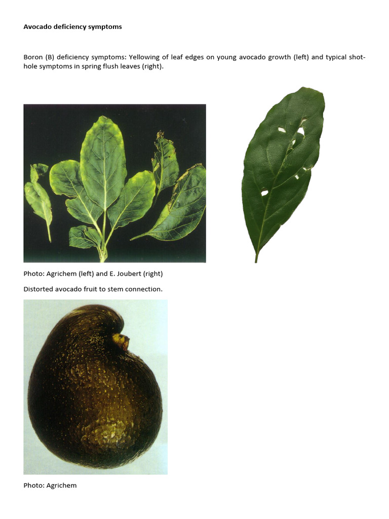 Avocado Nutrient Deficiency Symptoms | PDF