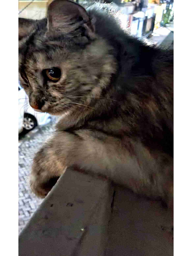Cat | PDF