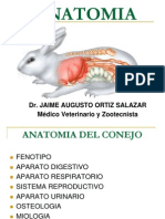 Anatomia Del Conejo