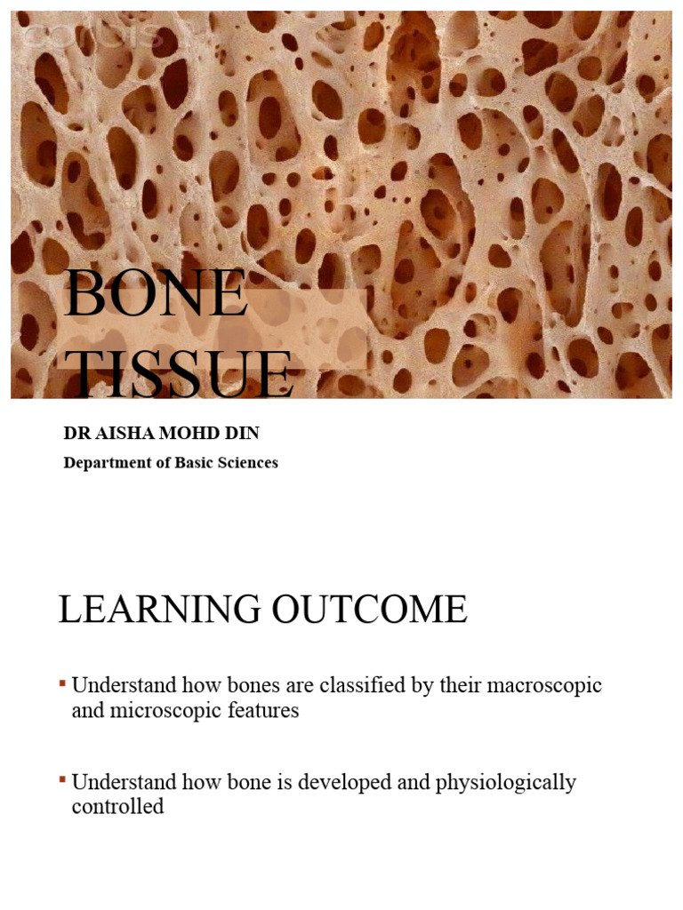 3.1 Musculoskeletal Physiology I | PDF | Bone | Osteoblast