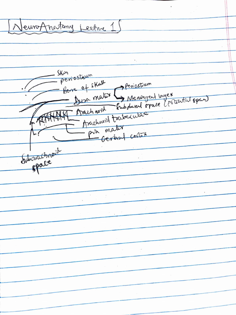 Neuroanatomy Transcribed | PDF