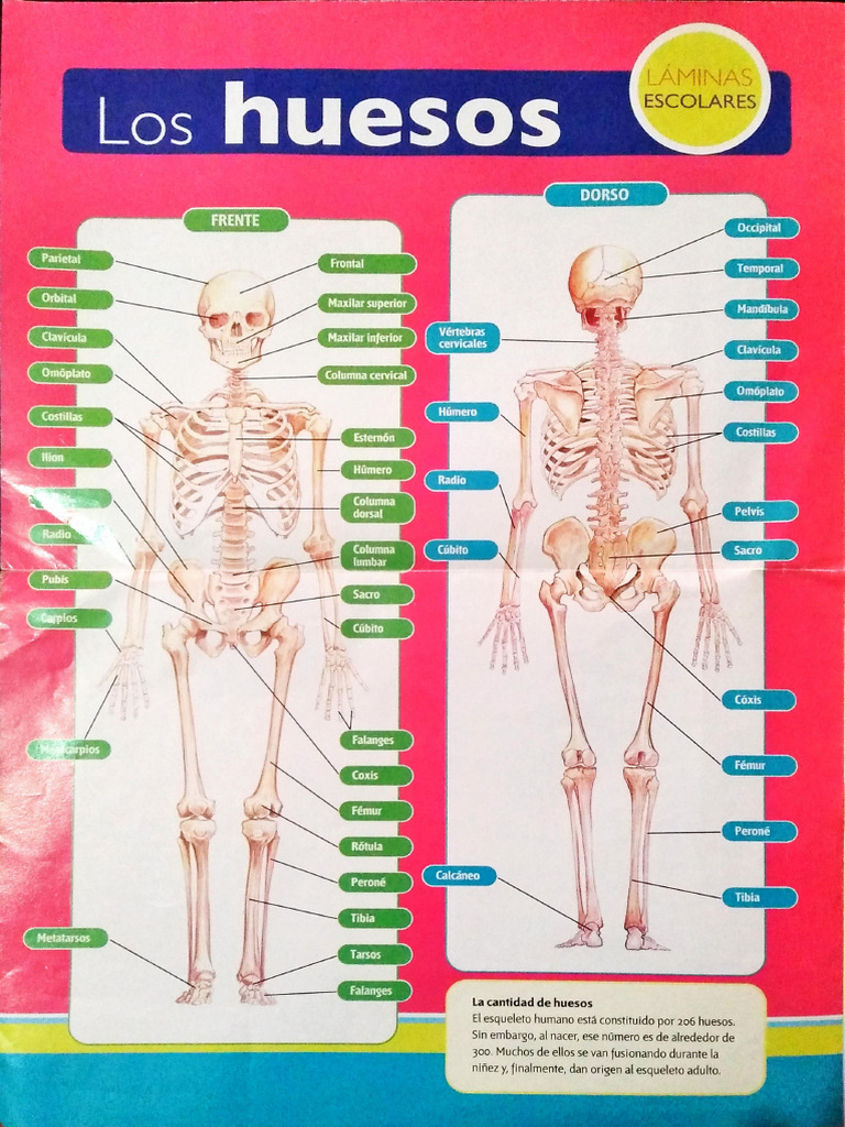 Huesos y Músculos | PDF | Esqueleto | La columna vertebral