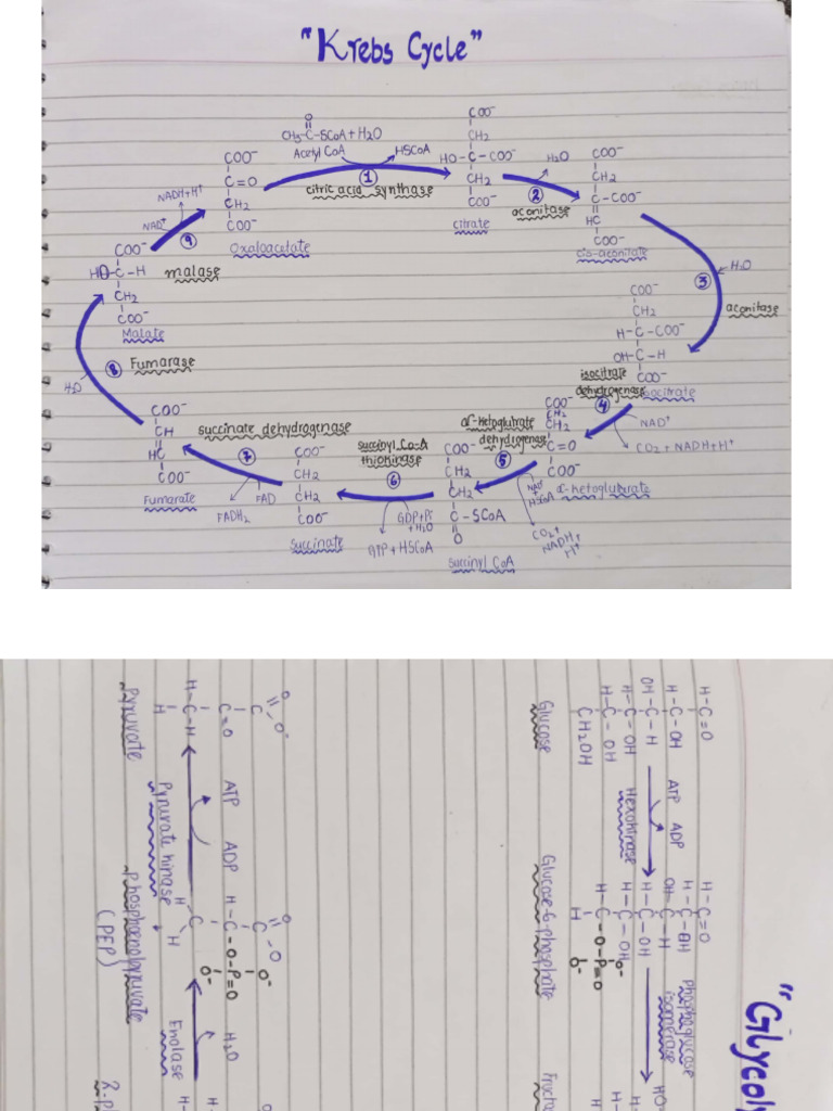 Cycles | PDF