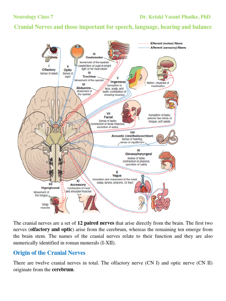 Cranial Nerves 27-3-2024 | PDF | Brainstem | Human Head And Neck