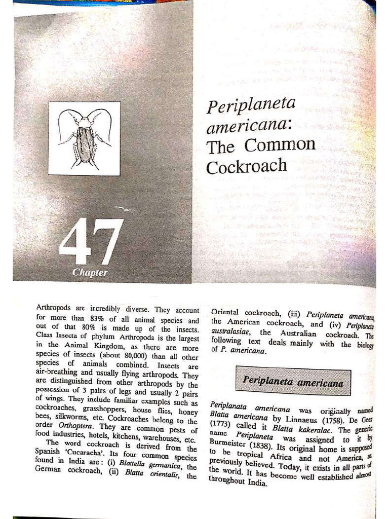 Cockroach | PDF