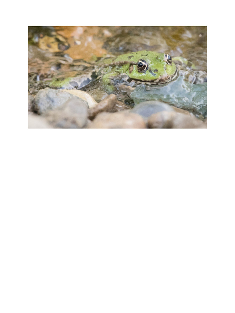 Broasca | PDF