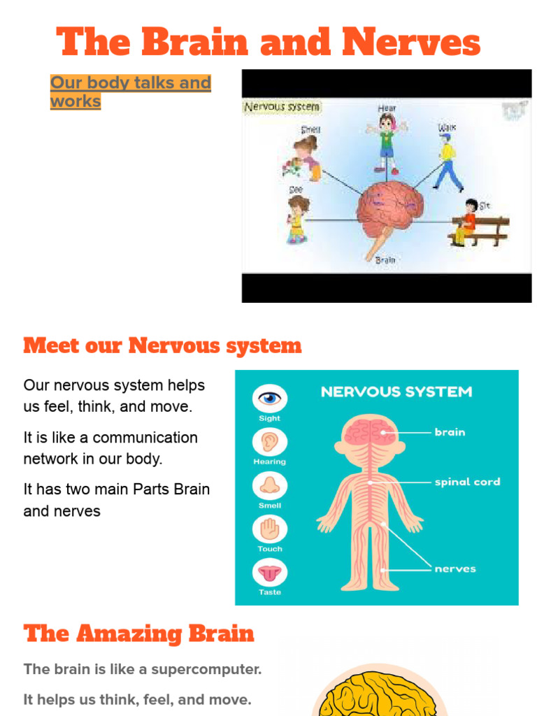 The Brain and Nerves | PDF
