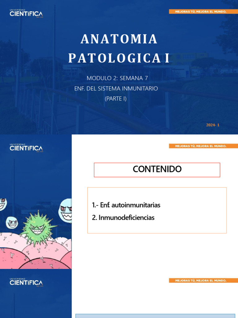 Teo7 Ap1 2024-1 | PDF | Sistema inmune | Tolerancia inmune