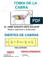 Anatomia de La Cabra