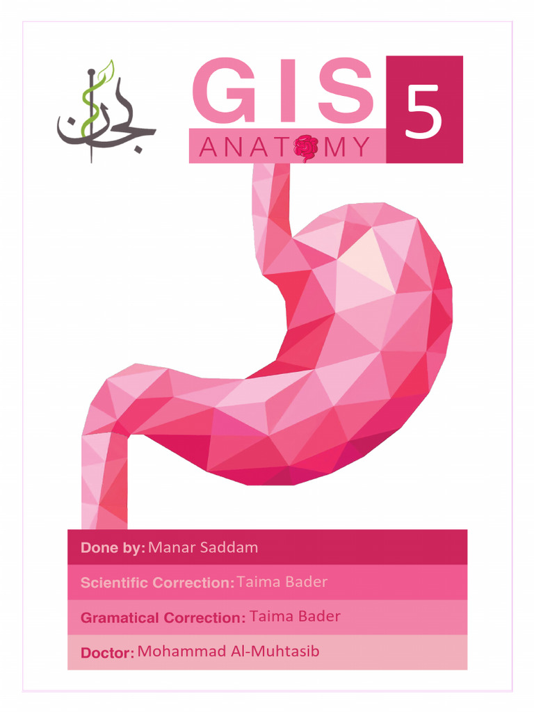 Sheet 5 Anatomy Pdf Pdf Testicle Vein