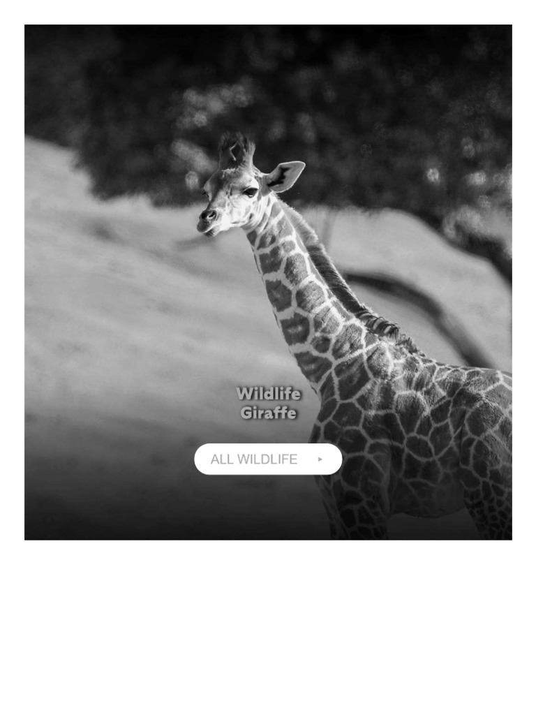 Giraffes | PDF